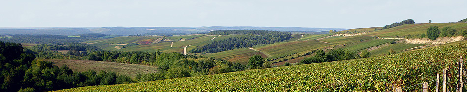 vignes